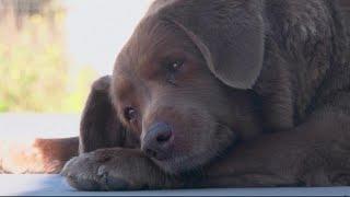 Take a bow-wow! 'Oldest living dog' title goes to 30-year-old dog from Portugal