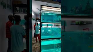 New Fish bowl le aaya molly fish ke liye  #guppyfish #thefishyzone