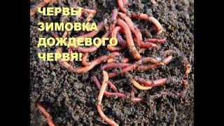 Червь. Дождевой червь.Выращивание червя в домашних условиях.Зимовка!