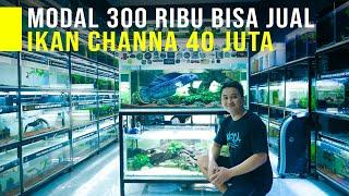 Rela Jual HP 300 Ribu Untuk Modal budidaya Channa Kini Bisa Jual Channa Seharga 40 Juta