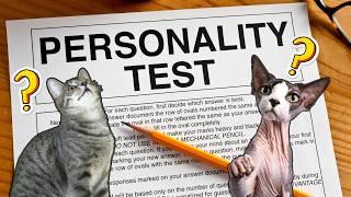 The 5 Feline Personality Types: Which is Your Cat?