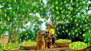 Harvesting Noni Goes To Market Sell  - Sugar-Soaked Noni, Cooking | Tieu Lien