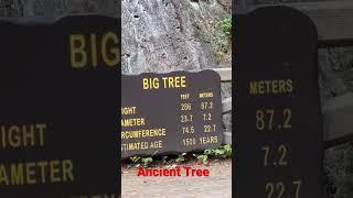 Ancient Tree