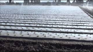 California Strawberry Production