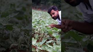 Bacterial Wilt control karne ka  sahi tarika #shorts#agriduniya