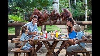 Breakfast with Orangutan at Bali Zoo