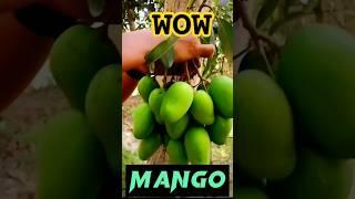 green mango vs salt and hot chili,green mango #respect #shorts #minivlog #dailyvlog#foryou #funny
