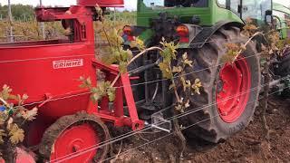 Kann man im Weinberg Kartoffeln legen? Weingut Zumstein Bad Dürkheim