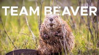 Beavers: Man's New Best Friend? | Sci NC