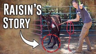 The Reality of Rescue | Raisin's Story