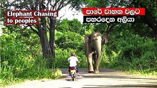 elephants attacked to peoples on the road #attack #srilanka #elephant