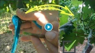 Don't Miss Your Final Opportunity for Summer Vine Grafting with Green on Black Technique.