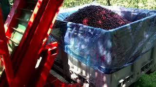 Kombajn  Otrząsarka Zbiór  Mechaniczny Wiśni  Cherry Harvester