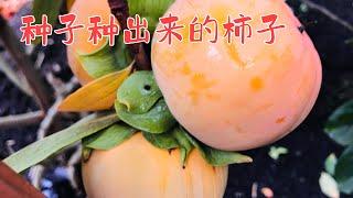 种子种出来的柿子 # 美国Oregon 后院种植分享 #  日常生活https://youtube.com/@yanhuang6825