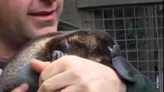 Baby Platypus Loves Owner