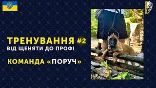 КОМАНДА ПОРУЧ З НУЛЯ: ВІД ЩЕНЯТИ ДО ДОРОСЛОЇ СОБАКИ І Школа для собак Dred