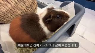 유기된 기니피그 반반이 입양ㅣ유기소동물ㅣ유기동물입양ㅣ입양후기ㅣRescue abandoned Guineapig