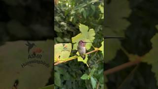 Molting Annas Hummingbird 🪶 #asmr #nature #hummingbirds