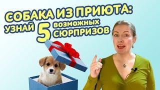 Особенности поведения собак из приюта || Узнай 5 возможных сюрпризов