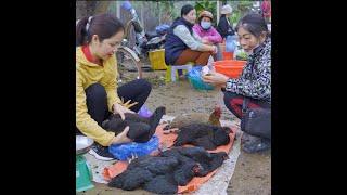 Single Mother Harvesting Chicken ( Rooster ) Goes to market Sell | Ming Daily Life