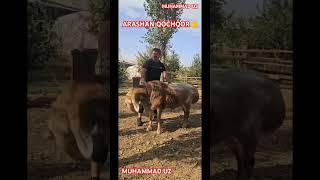 QOCHQOR #CHORVA #BULL #TIKTOK#INSTAGRAM#REK#REMIX#COW #HORSE#SHORTS#FOOTBALL#TOK#ANIMALS#FARM #thar