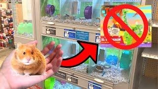 What Items NOT TO BUY For HAMSTERS! 