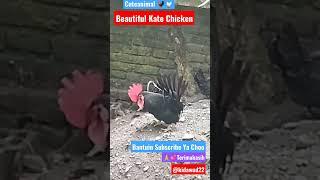 cuteanimal BEAUTIFULL KATE CHICKEN#shortsyoutube #cuteanimals #ayamkateindonesia @kidawud22