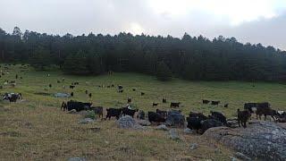 Eğriçimen  yaylasında keçiler  keçi sürüsü #sivas #yayla #keçi Sivas / Koyulhisar