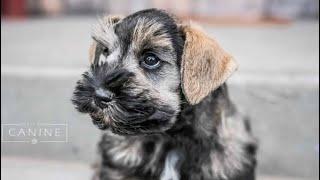 Miniature Schnauzers are THE BEST! 2019 Puppy Training