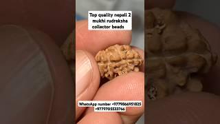 top quality nepali 2 mukhi rudraksha collector piece #youtubeshorts #shorts #rudraksha