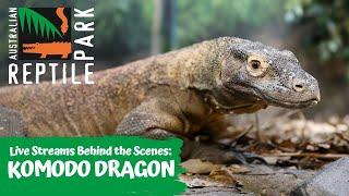 LIVE WITH KRAKEN THE KOMODO DRAGON | AUSTRALIAN REPTILE PARK