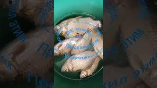 #Диктуй Клёв #Рыбалка #Fishing #Fish #Кайф