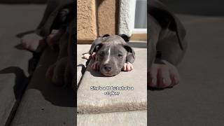 She’s a 10 but… #shorts #puppy #cuteanimal