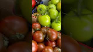 Different varieties of tomatoes in a UK shop //  Description box for details..