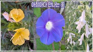 [정원관리]걸어야 사는 인생이 이른 아침마다 만나는 꽃 이야기 The story of a flower that lives on foot meet every early morning