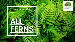 TN Nursery - Native Ferns are Bio-Indicators and Clean the Environment