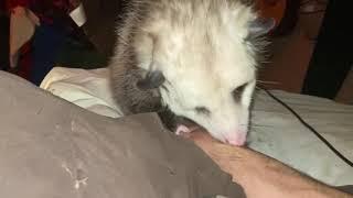 Possum Jupiter licking my hand & rubbing his face on it