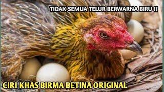 salah satu ciri khas ayam birma betina | ayam BIRMA betina