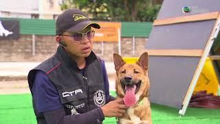 職場制勝 20180420 犬隻訓練員 (練狗師)