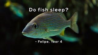 Do fish sleep?