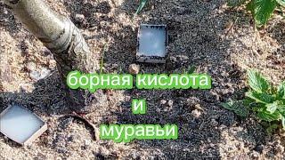 БОРНАЯ КИСЛОТА и МУРАВЬИ.
