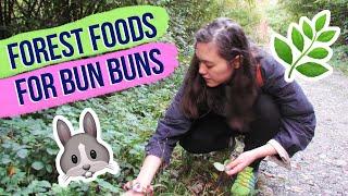 Foraging Wild Plants For My Rabbits  w/ English & German plant names