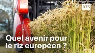 Les défis de la production du riz en Europe | RTS