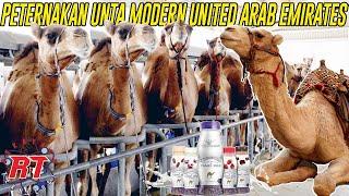 PROSES PETERNAKAN UNTA MODERN UNITED ARAB EMIRATES UNTUK PRODUKSI SUSU UNTA