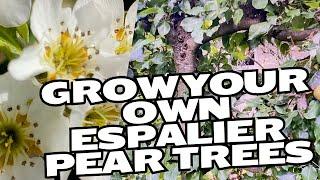 How to grow and maintain ESPALIER PEAR TREES