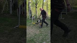 Sheltie Rocky (age 8 months) in jumping tech exercise. Progressive grid today. 19.5.2023