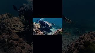 Дайвинг #phukettour #travel #thailandguide#Andaman sea #путешествиетаиланд