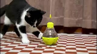 Bulb Wobble Cat Toy petnihao Pet Products Co.Ltd  produce wloom power ball 2.0 cat toy