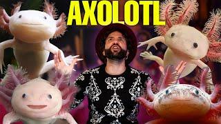 I disagi dell'AXOLOTL