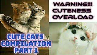 CUTE CATS COMPILATION | CUTENESS OVERLOAD | Part 1